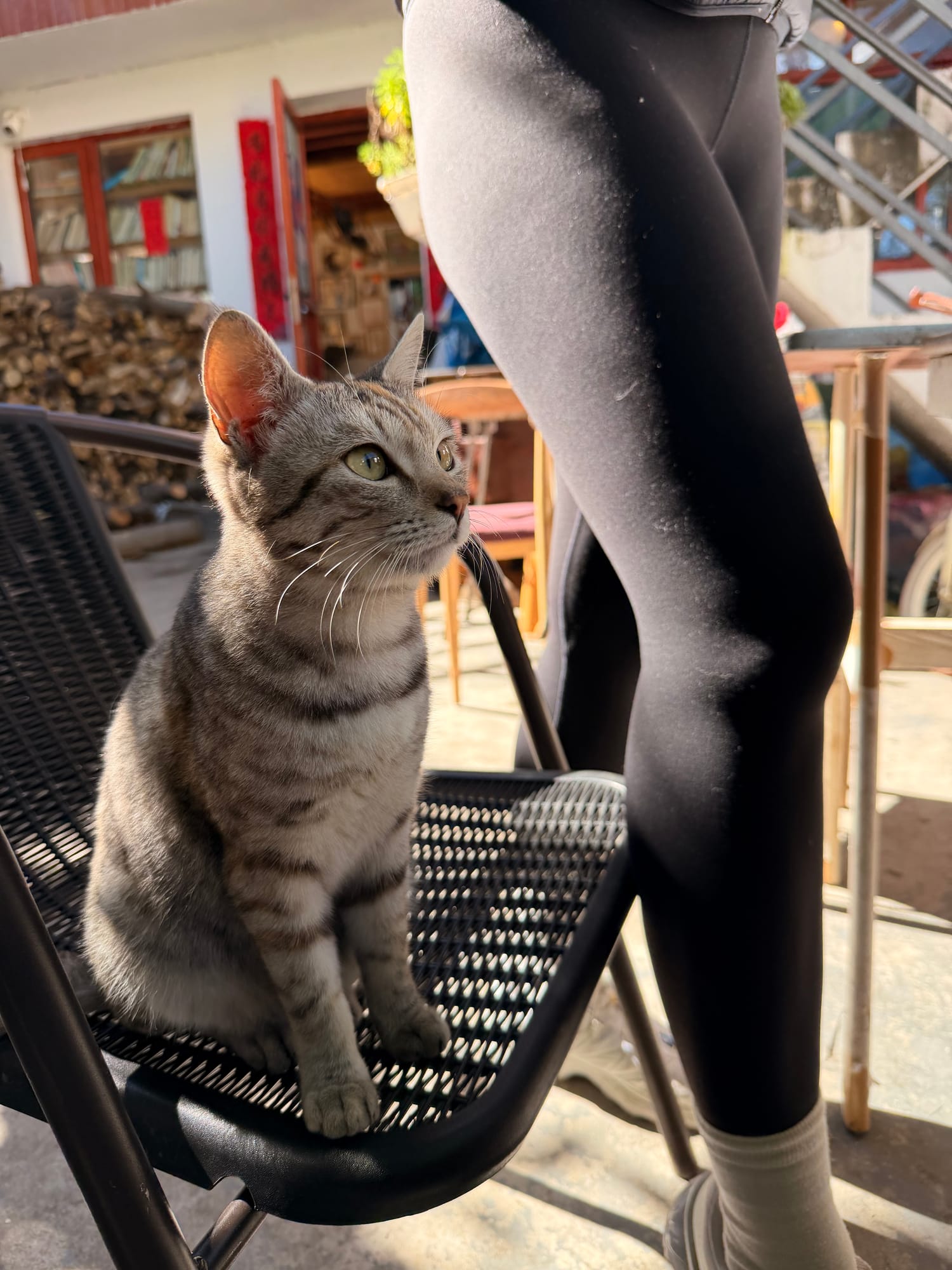 Trip photo: the resident kitten claiming a chair at the 6 RMB cafe in Dali